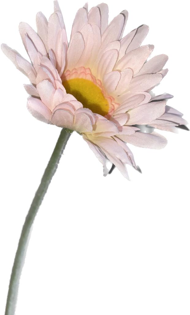 Gerbera Rosa