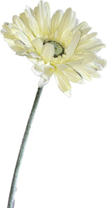 Gerbera Blanca