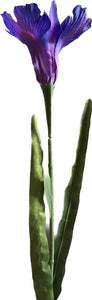 Iris Morada
